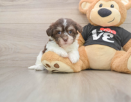 6 week old Havanese Puppy For Sale - Seaside Pups
