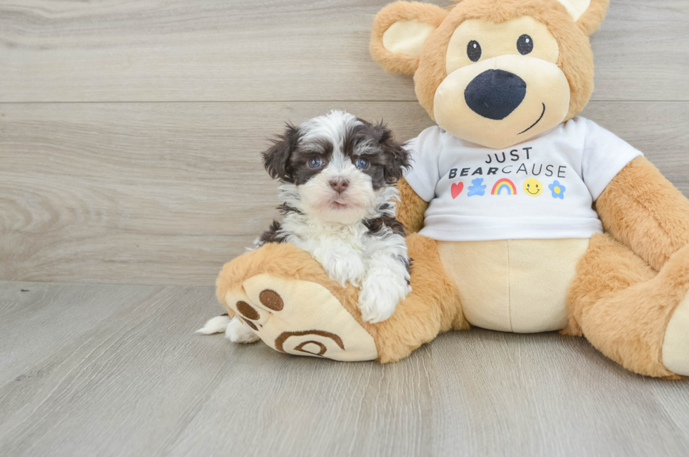 6 week old Havanese Puppy For Sale - Seaside Pups