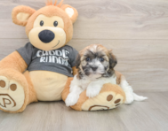 5 week old Havanese Puppy For Sale - Seaside Pups