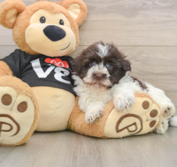 5 week old Havanese Puppy For Sale - Seaside Pups