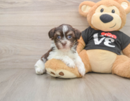 6 week old Havanese Puppy For Sale - Seaside Pups