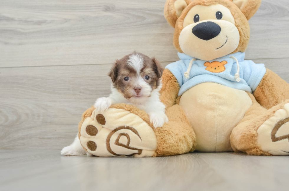 6 week old Havanese Puppy For Sale - Seaside Pups