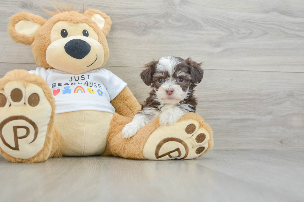 Friendly Havanese Purebred Pup