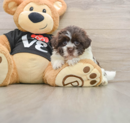 5 week old Havanese Puppy For Sale - Seaside Pups