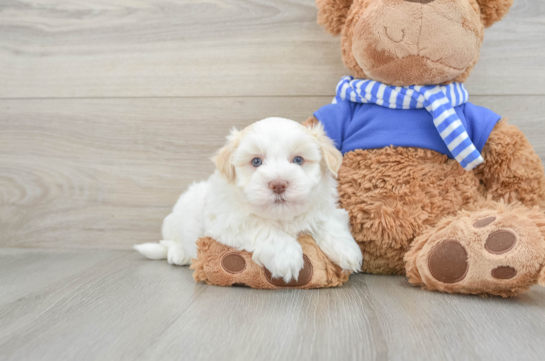 Havanese Pup Being Cute