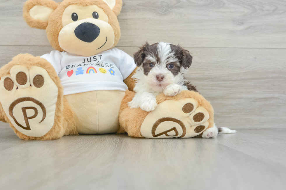 6 week old Havanese Puppy For Sale - Seaside Pups