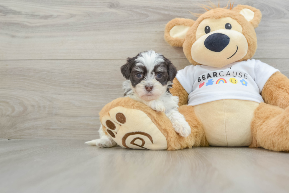 Hypoallergenic Havanese Purebred Pup