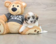 5 week old Havanese Puppy For Sale - Seaside Pups