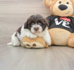 5 week old Havanese Puppy For Sale - Seaside Pups