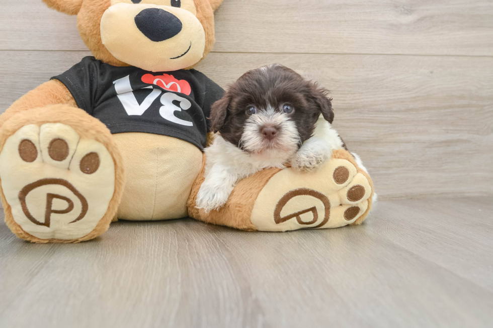 Small Havanese Purebred Pup
