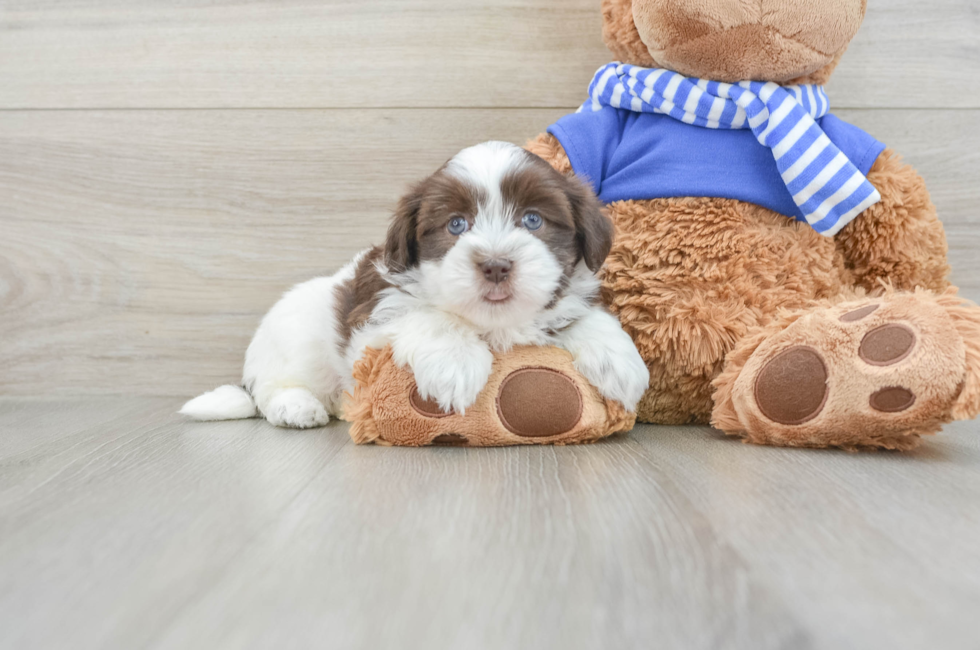 6 week old Havanese Puppy For Sale - Seaside Pups