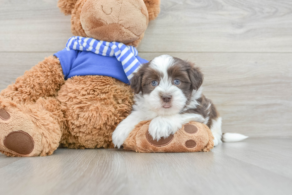 Havanese Pup Being Cute