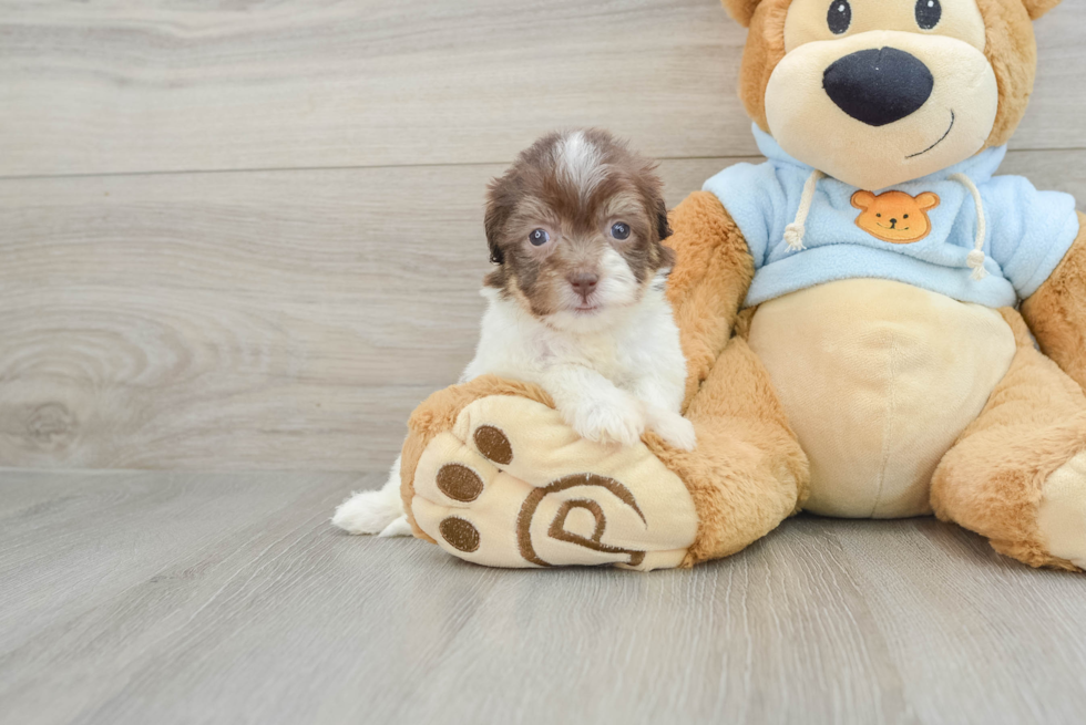 Playful Havanese Baby