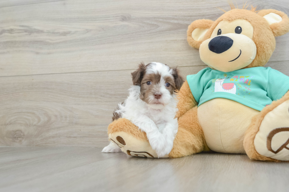 Playful Havanese Baby