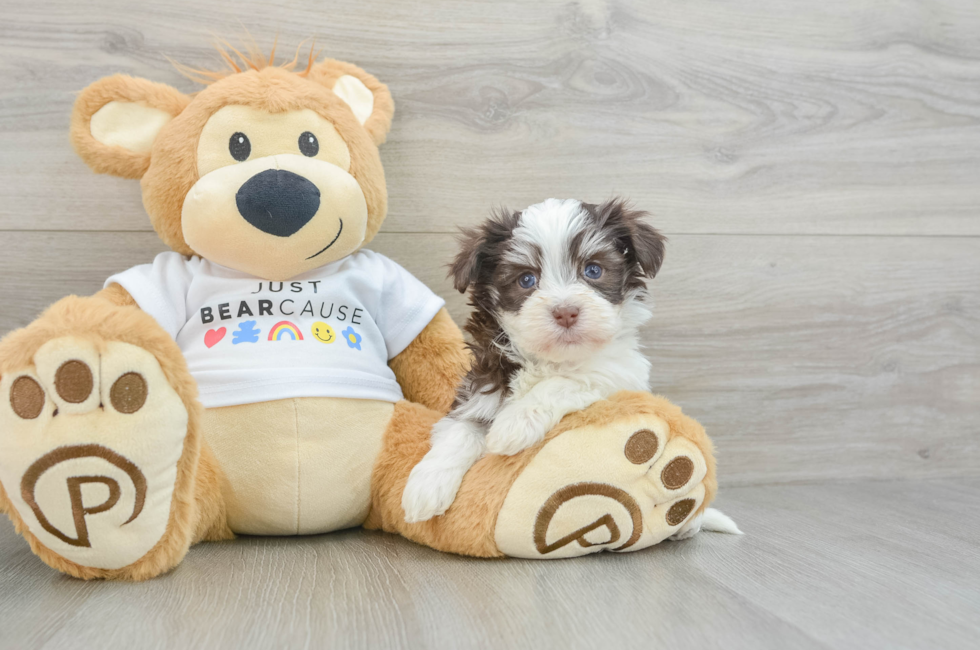 6 week old Havanese Puppy For Sale - Seaside Pups