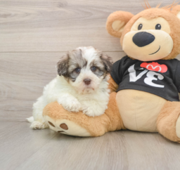 5 week old Havanese Puppy For Sale - Seaside Pups