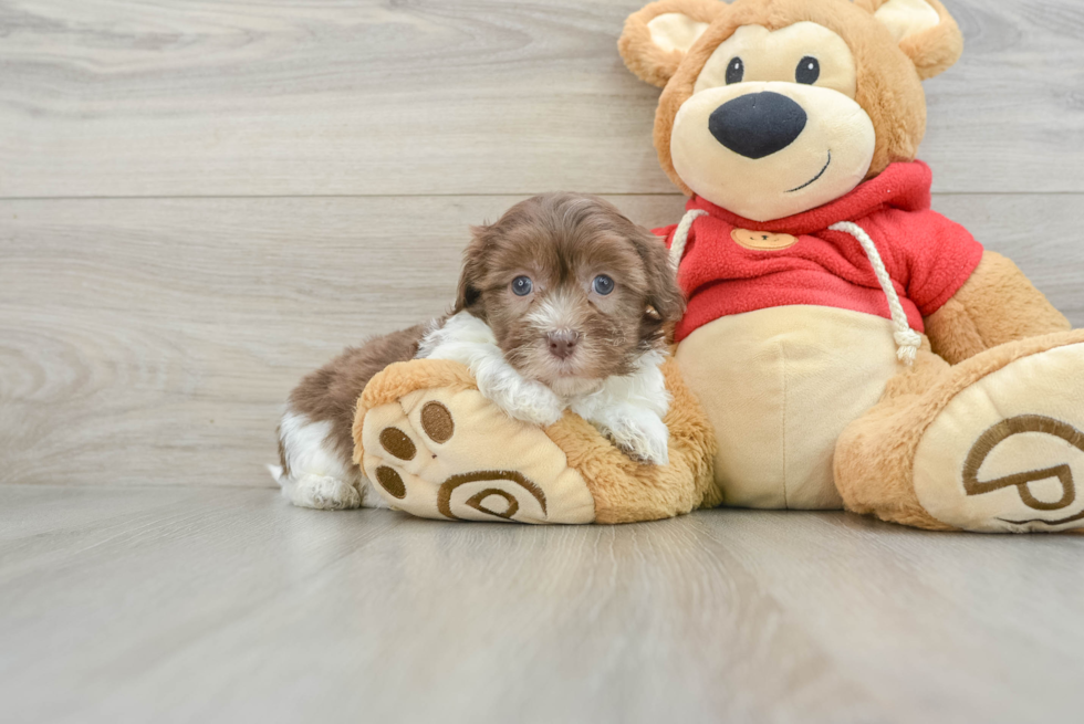 Funny Havanese Baby