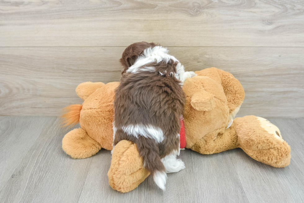 Havanese Pup Being Cute