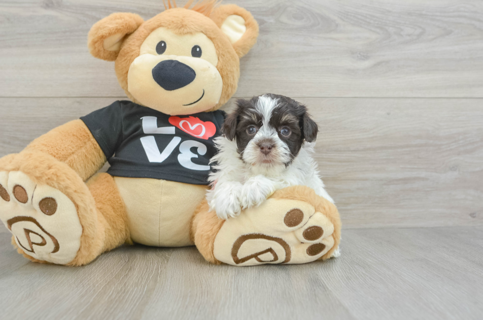 6 week old Havanese Puppy For Sale - Seaside Pups