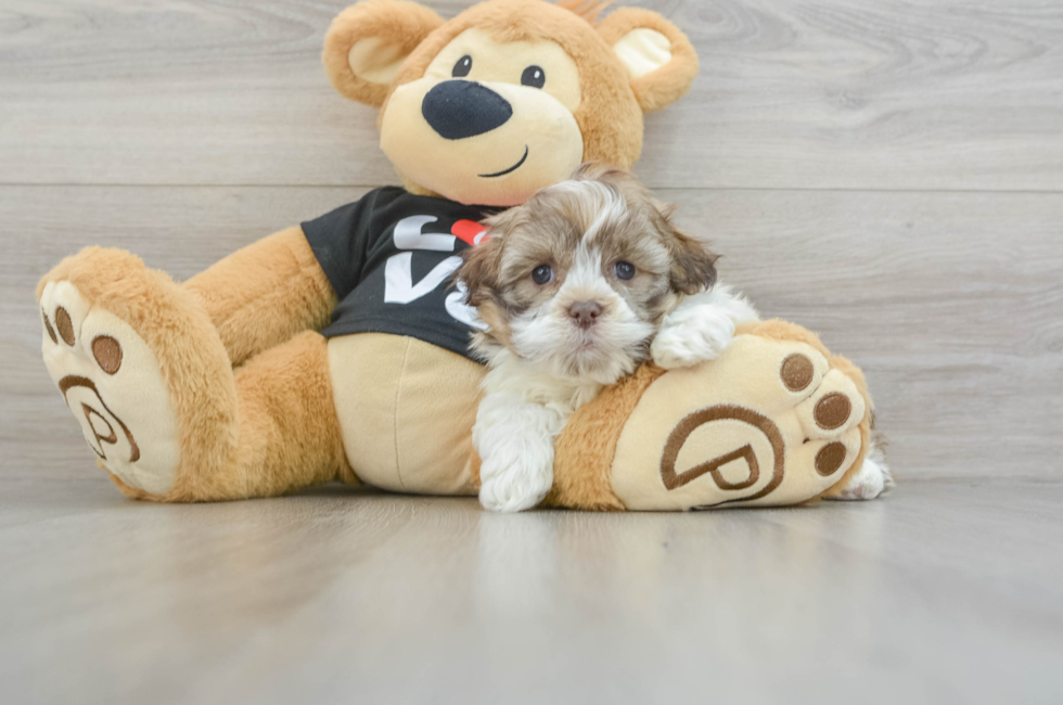 6 week old Havanese Puppy For Sale - Seaside Pups