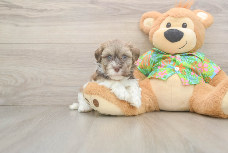 Friendly Havanese Purebred Pup