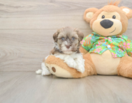 6 week old Havanese Puppy For Sale - Seaside Pups