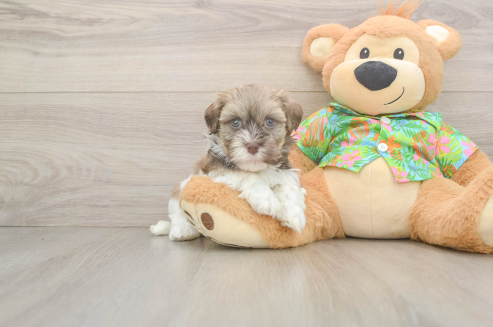 5 week old Havanese Puppy For Sale - Seaside Pups