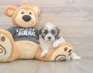 5 week old Havanese Puppy For Sale - Seaside Pups 5 week old Havanese Puppy For Sale - Seaside Pups