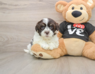 8 week old Havanese Puppy For Sale - Seaside Pups
