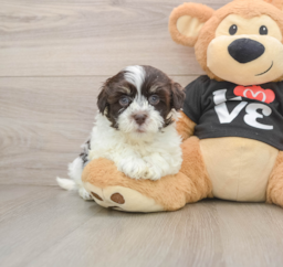 5 week old Havanese Puppy For Sale - Seaside Pups