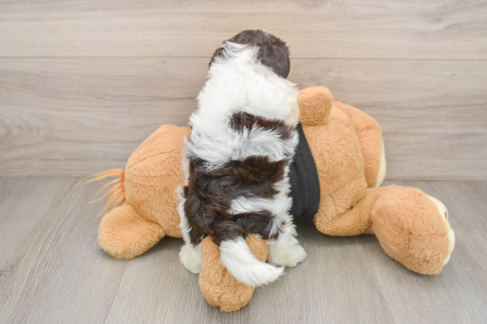 Funny Havanese Purebred Pup