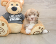 5 week old Havanese Puppy For Sale - Seaside Pups