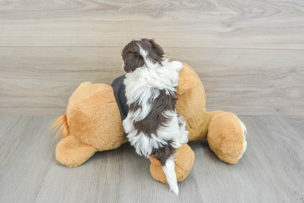 Fluffy Havanezer Purebred Puppy