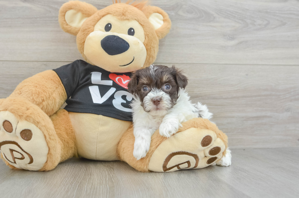 6 week old Havanese Puppy For Sale - Seaside Pups