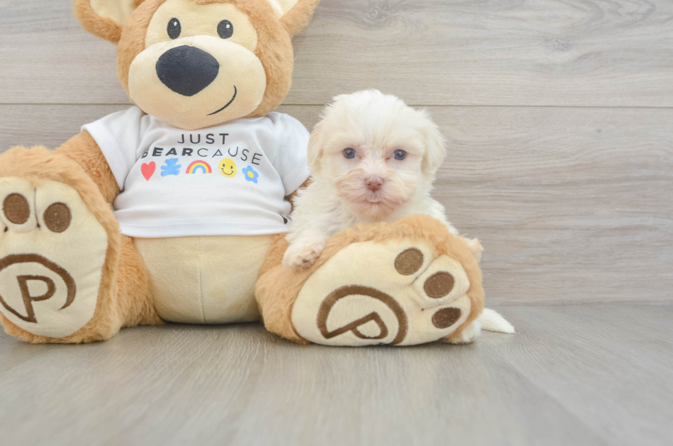 6 week old Havanese Puppy For Sale - Seaside Pups