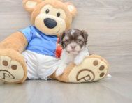 5 week old Havanese Puppy For Sale - Seaside Pups