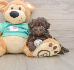 5 week old Havanese Puppy For Sale - Seaside Pups