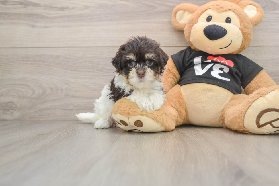 Best Havanese Baby