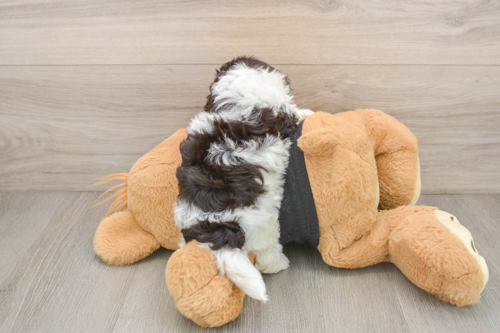 Funny Havanese Baby