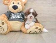 5 week old Havanese Puppy For Sale - Seaside Pups