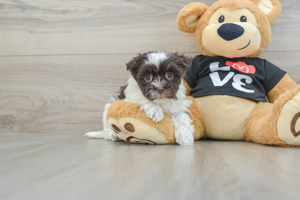 Playful Havanese Purebred Pup