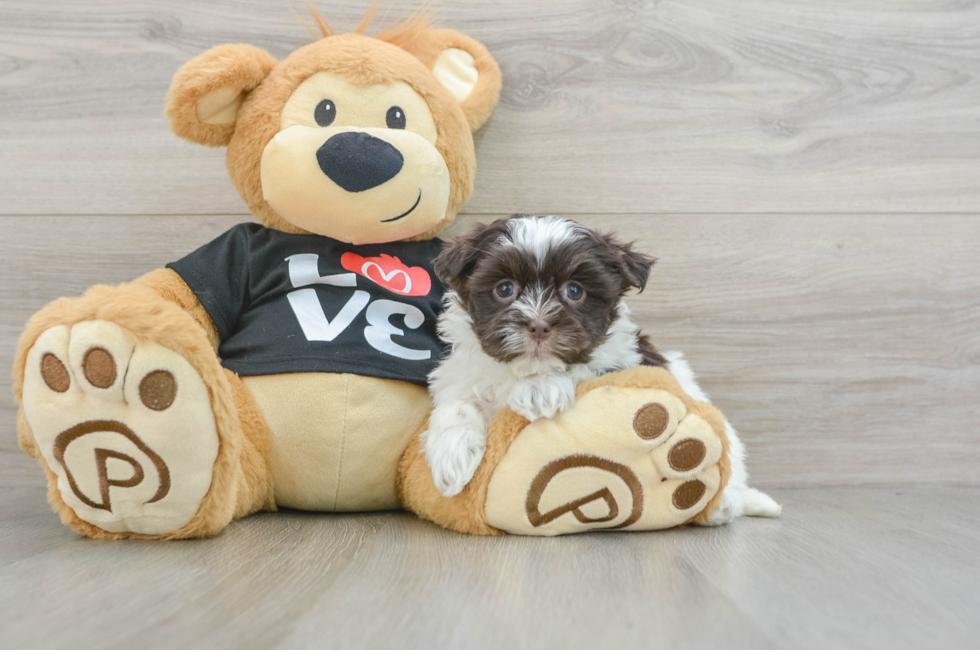 6 week old Havanese Puppy For Sale - Seaside Pups