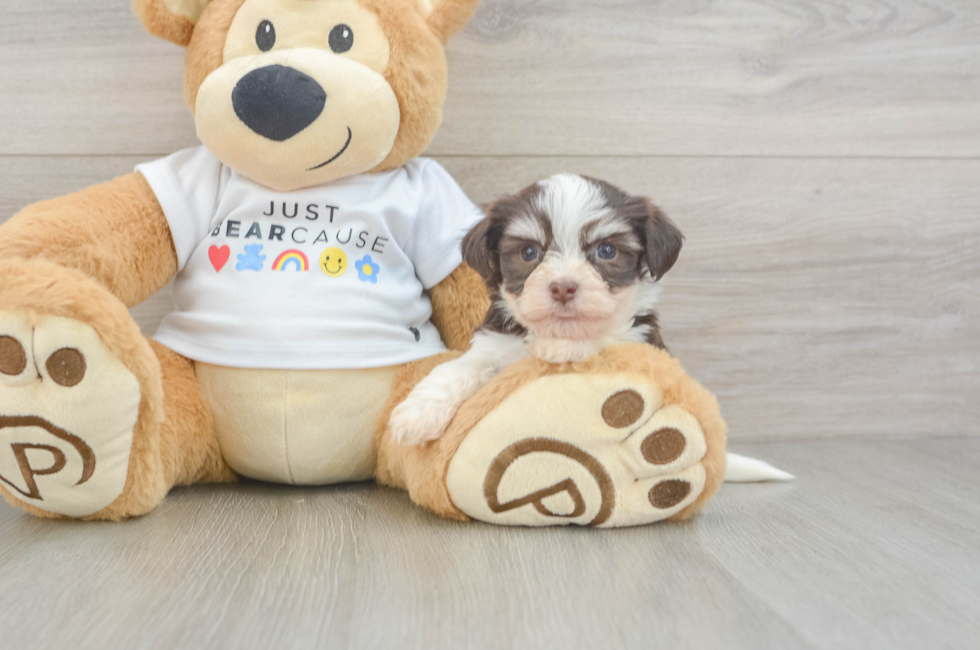 6 week old Havanese Puppy For Sale - Seaside Pups