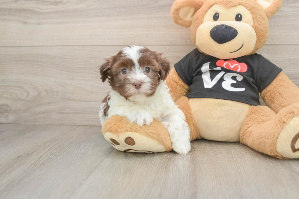 Havanese Pup Being Cute