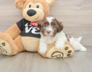 5 week old Havanese Puppy For Sale - Seaside Pups