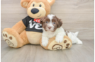 Hypoallergenic Havanese Purebred Pup