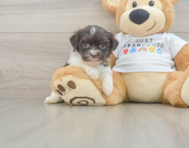 8 week old Havanese Puppy For Sale - Seaside Pups