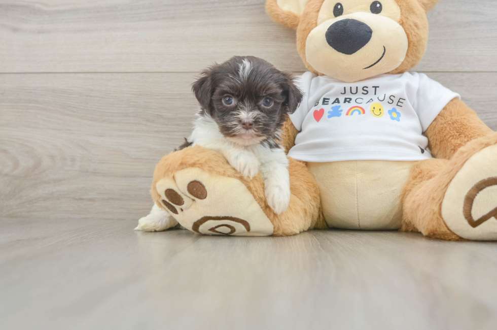 6 week old Havanese Puppy For Sale - Seaside Pups