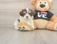 5 week old Havanese Puppy For Sale - Seaside Pups