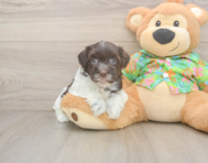 7 week old Havanese Puppy For Sale - Seaside Pups